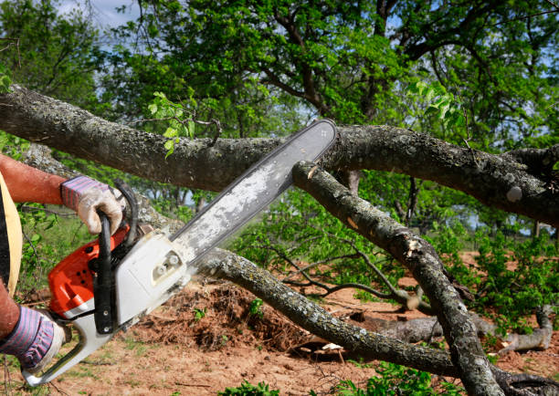 How Our Tree Care Process Works  in  Riverview, SC